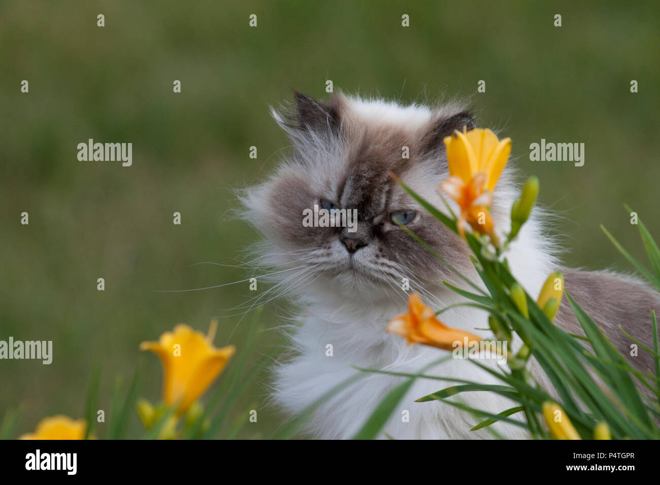 Himalayan cat with daylilies Stock Photo Alamy