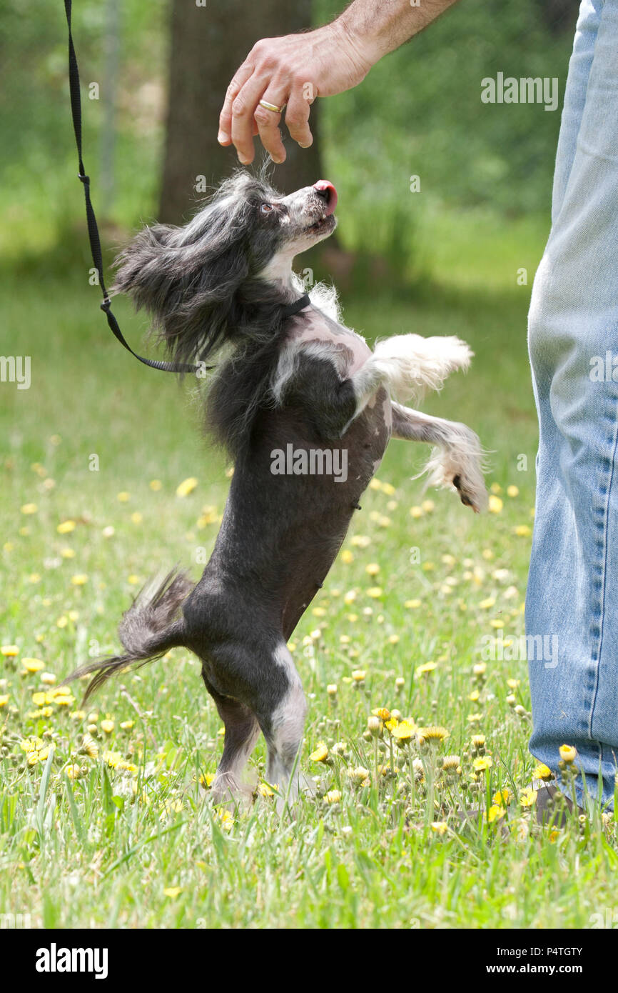 Chinese crested dog jumping Stock Photo