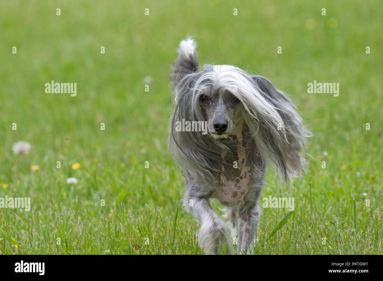 Chinese crested dog Stock Photo