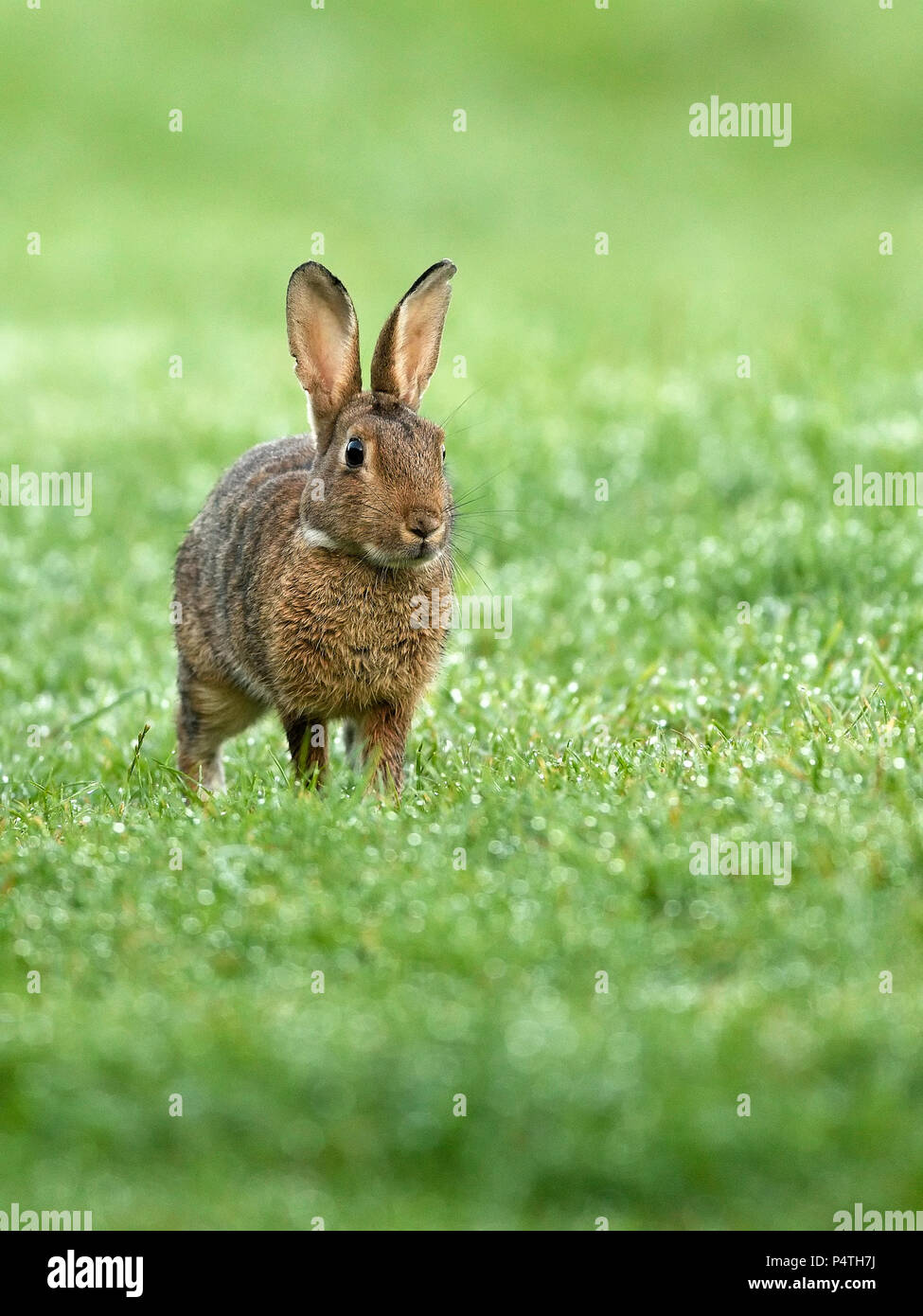 European rabbit (Oryctolagus cuniculus) in wet meadow, Lower Rhine ...