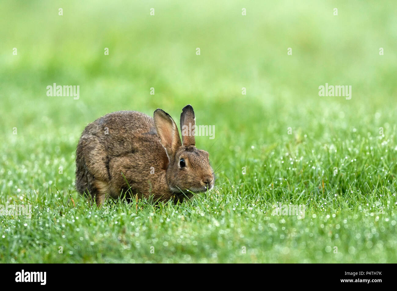 European rabbit (Oryctolagus cuniculus) in wet meadow, Lower Rhine ...