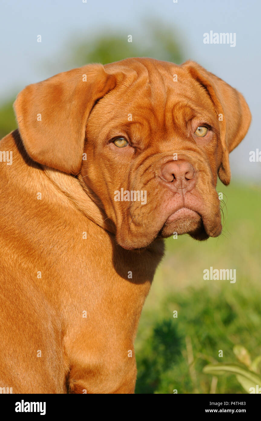 Bordeaux Great Dane, puppy, 12 weeks, animal portrait Stock Photo