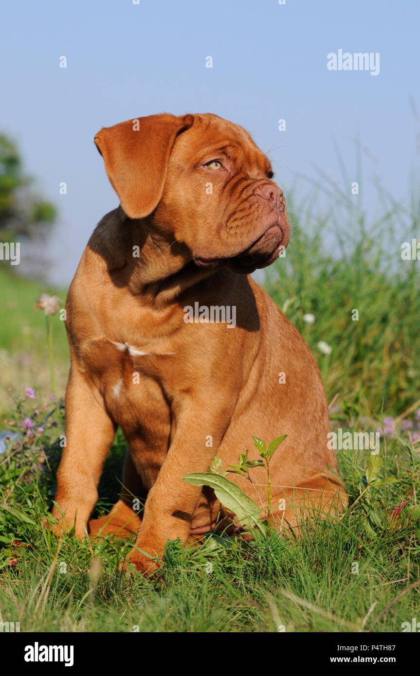 12 weeks old Bordeaux Great Dane, puppy, sitting in meadow Stock Photo