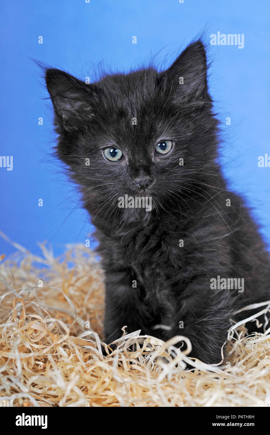 Kitten, 8 weeks, black-white Stock Photo
