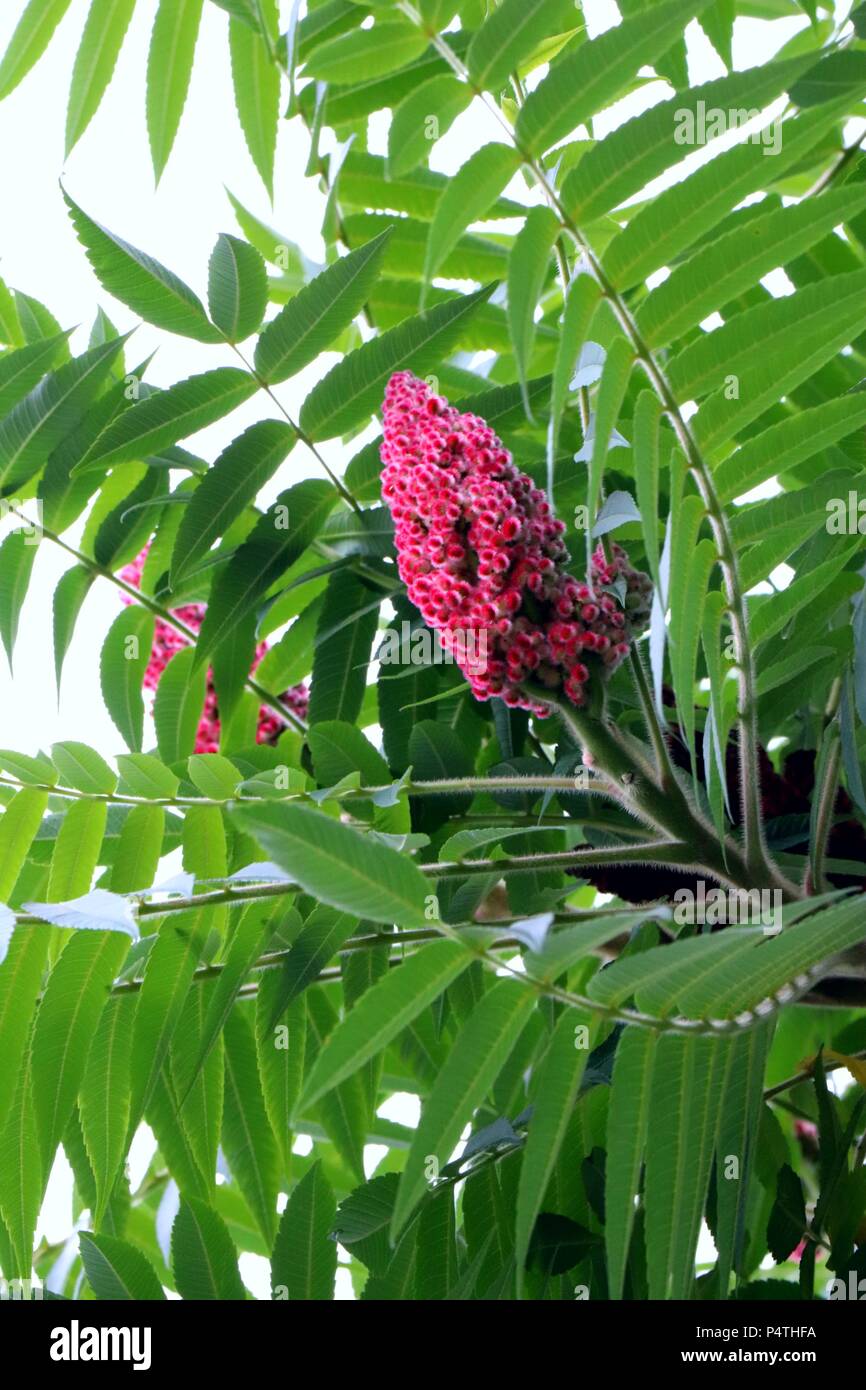 Fluffy pink red staghorn sumac with velvety texture seeds. Stock Photo