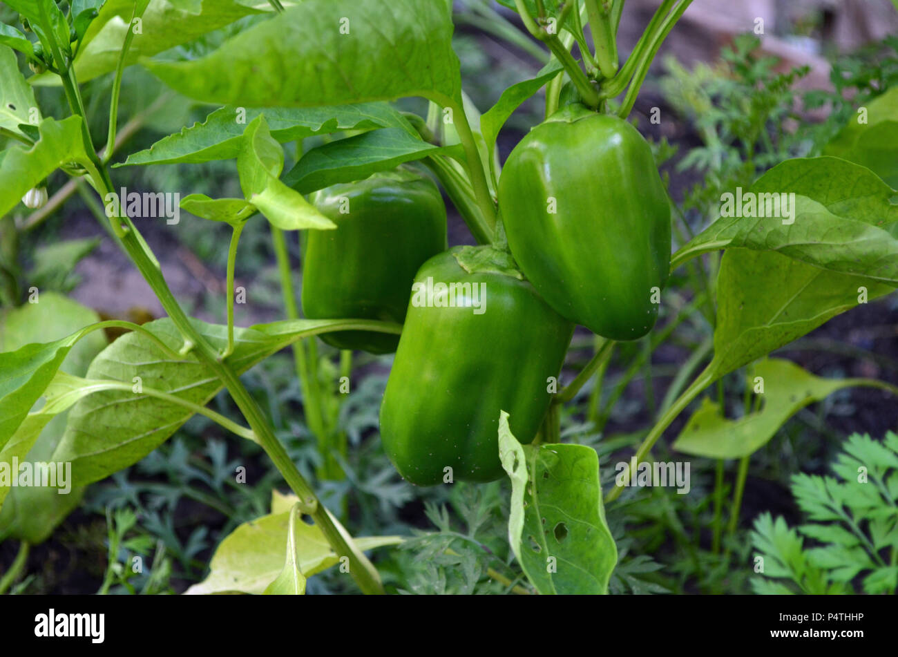 Bell pepper plant Stock Photo Alamy