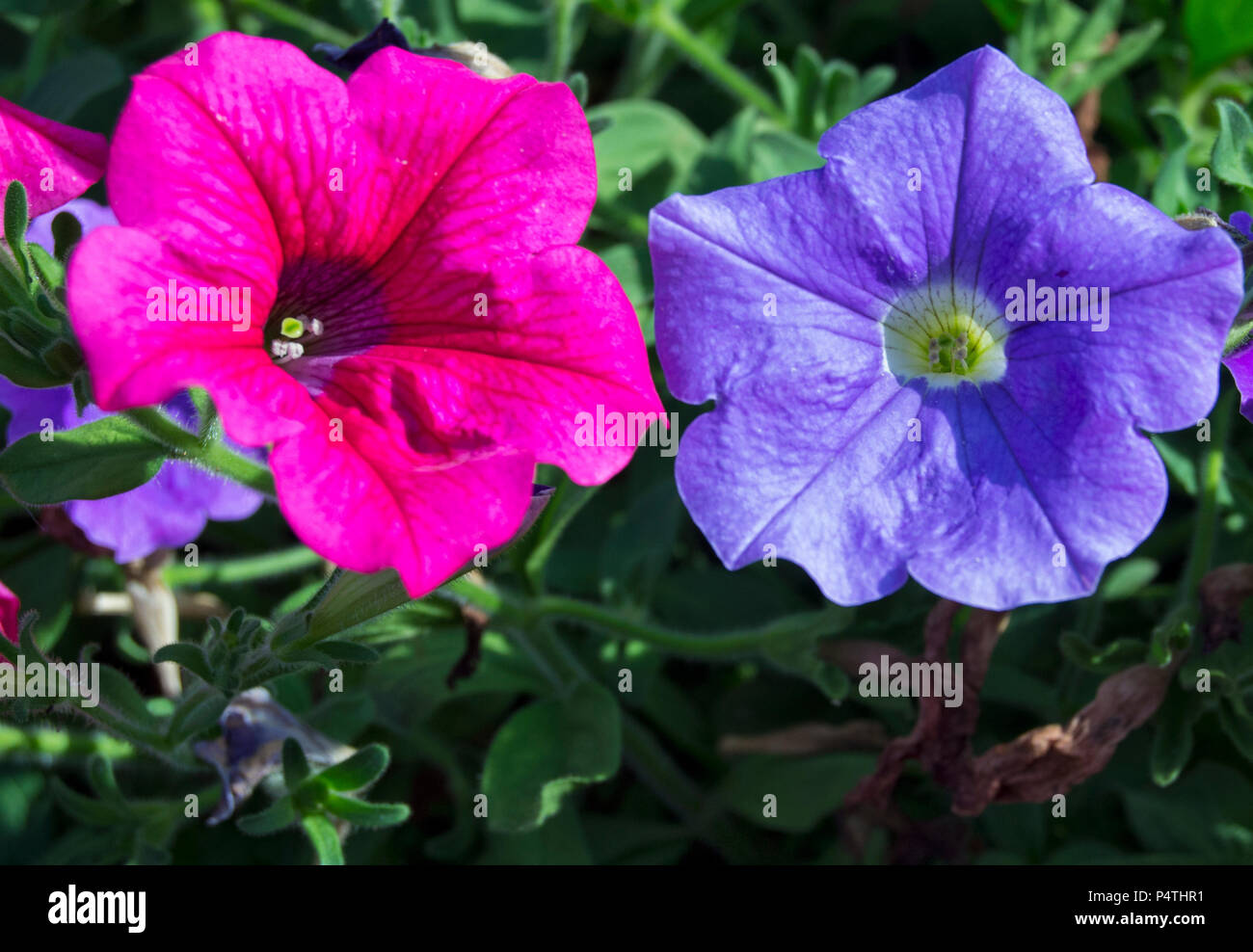 red and violet colorfull petunia flowers -  Petunioideae,  Solanaceae, Solanales Stock Photo