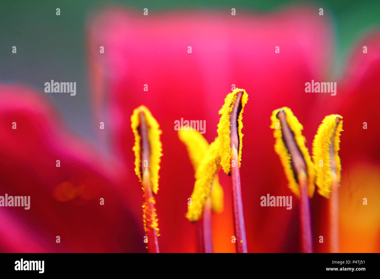 Macro of tiger lily yellow stamens. Stock Photo