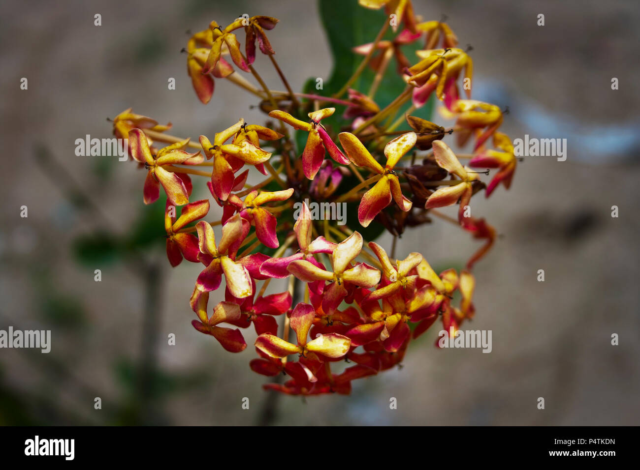 Orrange flowers in india Stock Photo - Alamy