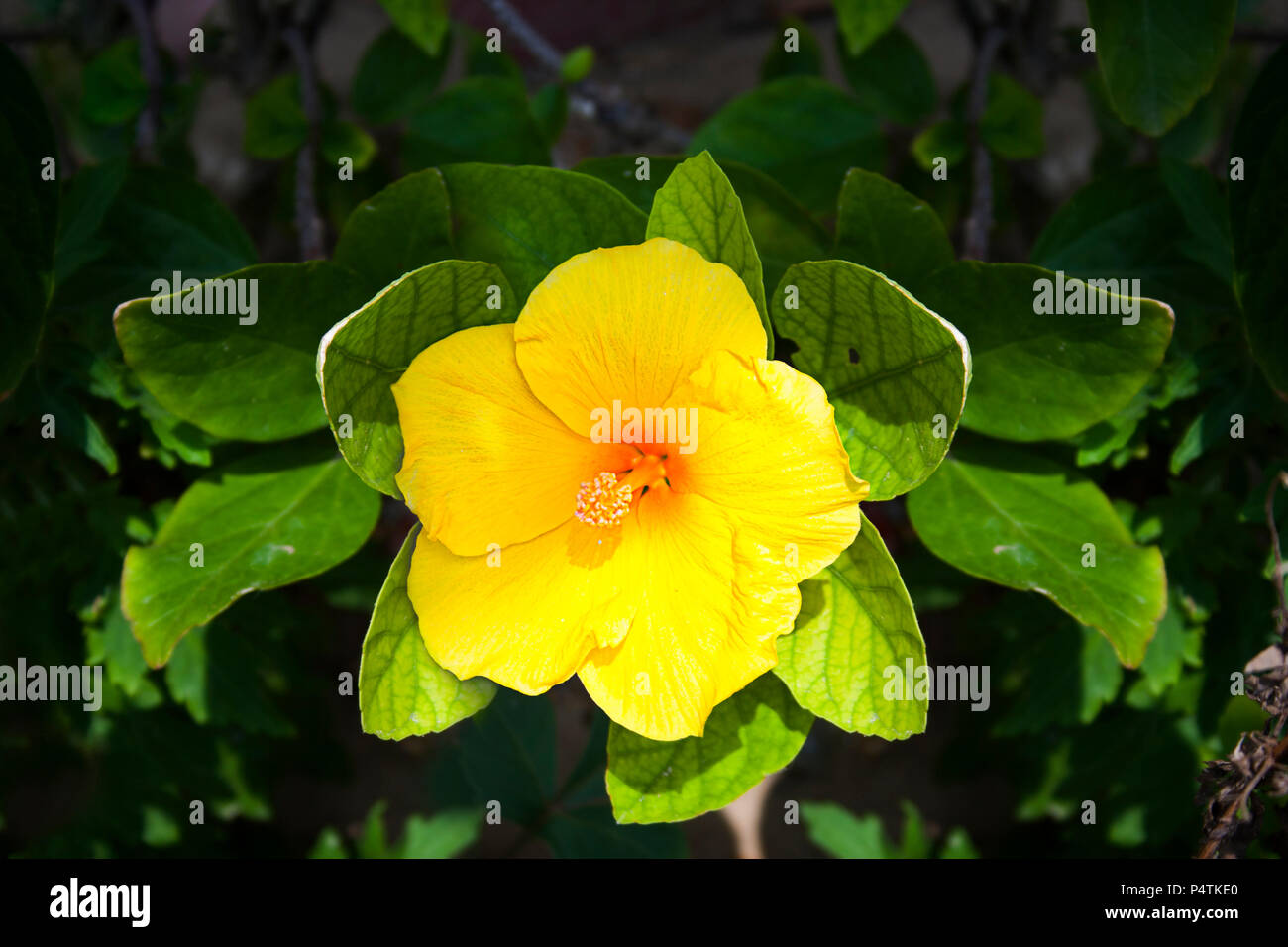 yellow-flowers-in-india-stock-photo-alamy