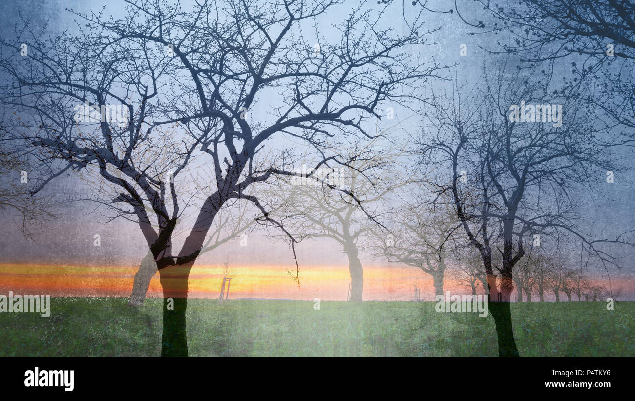 Collage of tree silhouettes, in the background a full color sunset Stock Photo