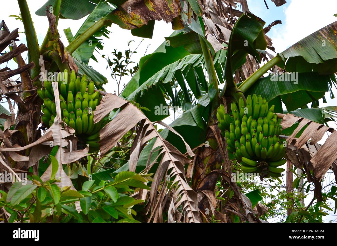Banana plants with green bananas in Cuba, fruits, nutrition, landscape