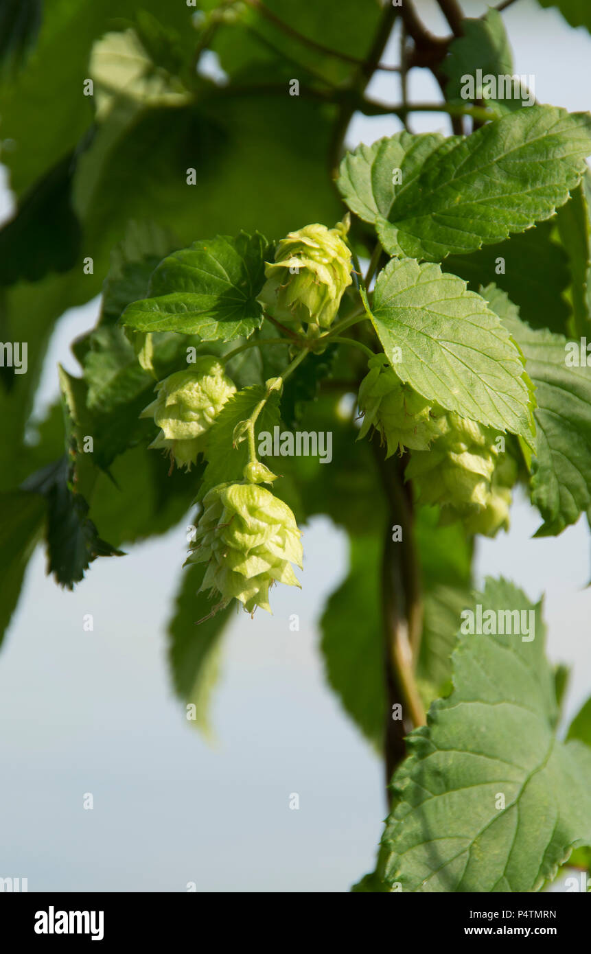 Hops growing ready for beer making Stock Photo Alamy