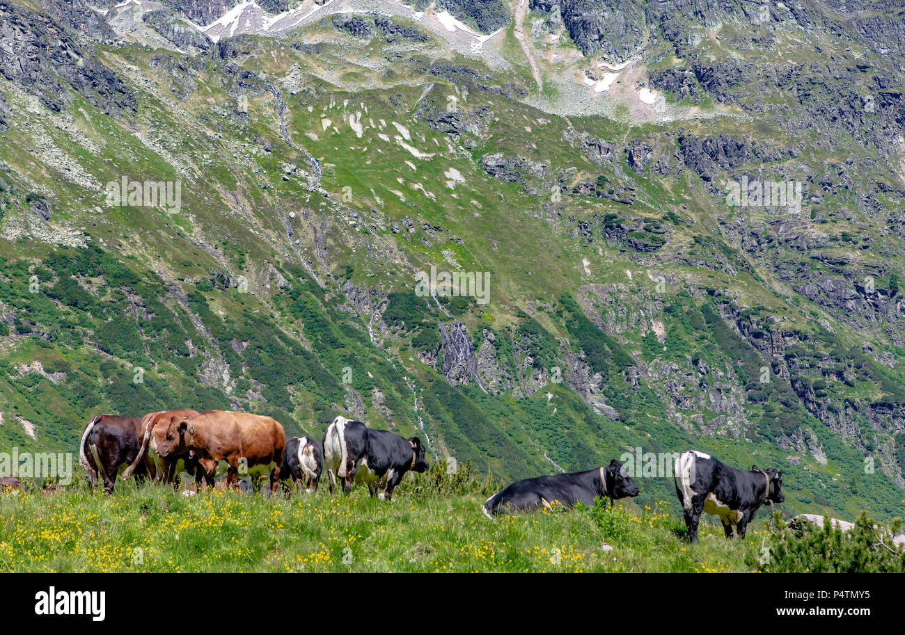 Cows on the Silvrettta High Alpine road in Austria. The road has 34 bends, some of them hairpin turns, and is 22.3 kilometers (13.8 miles) long. Stock Photo