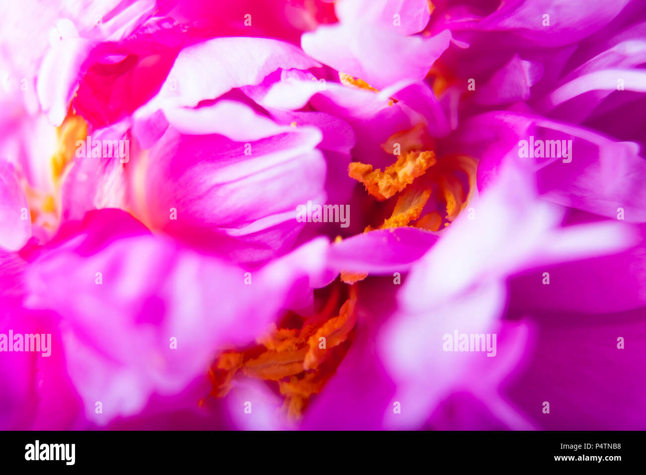 Pink peony blooming, image filling Stock Photo
