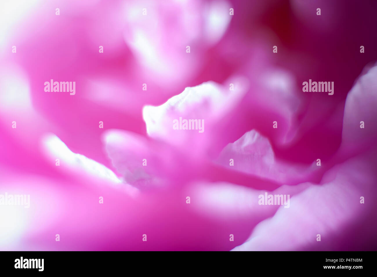 Pink peony blooming, image filling Stock Photo