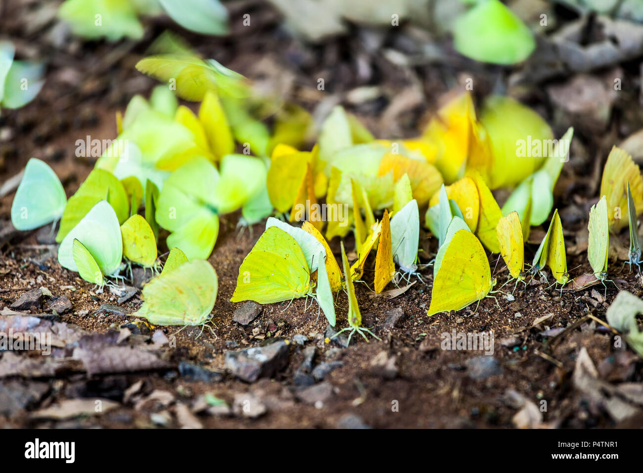 A bunch of yellow butterflies in Iguazu NP, Argentina Stock Photo