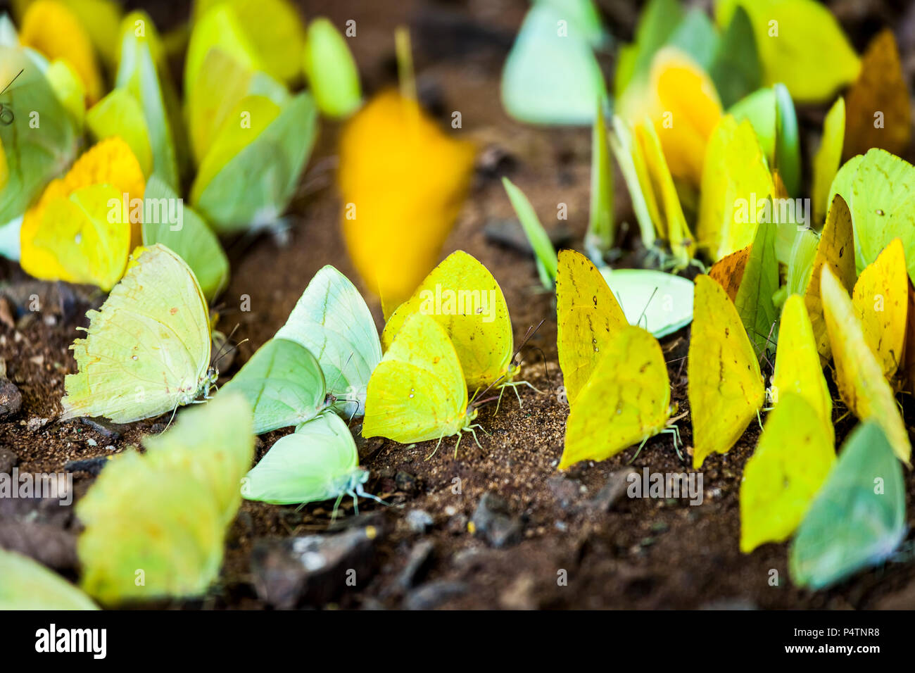 A bunch of yellow butterflies in Iguazu NP, Argentina Stock Photo