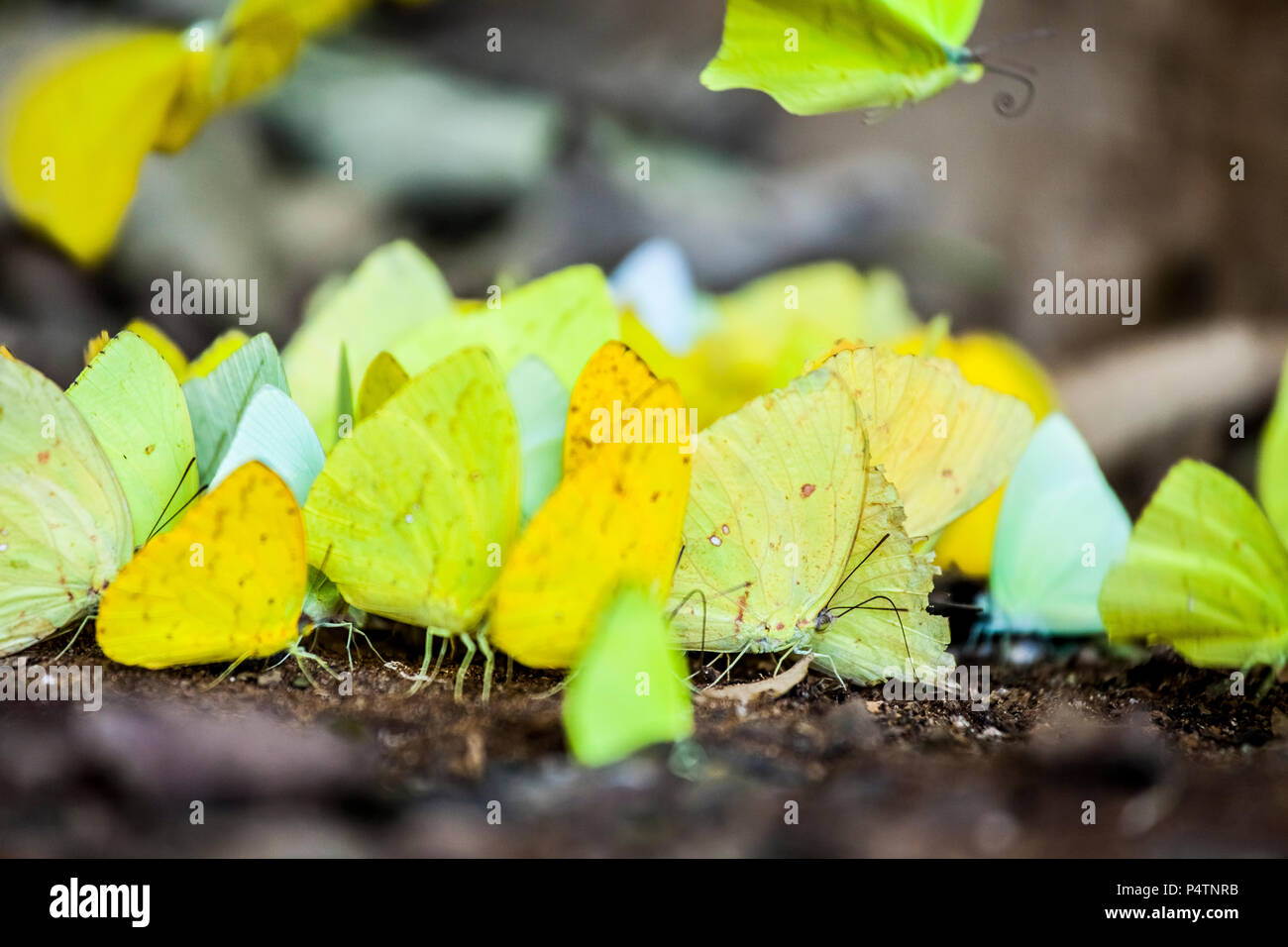 A bunch of yellow butterflies in Iguazu NP, Argentina Stock Photo