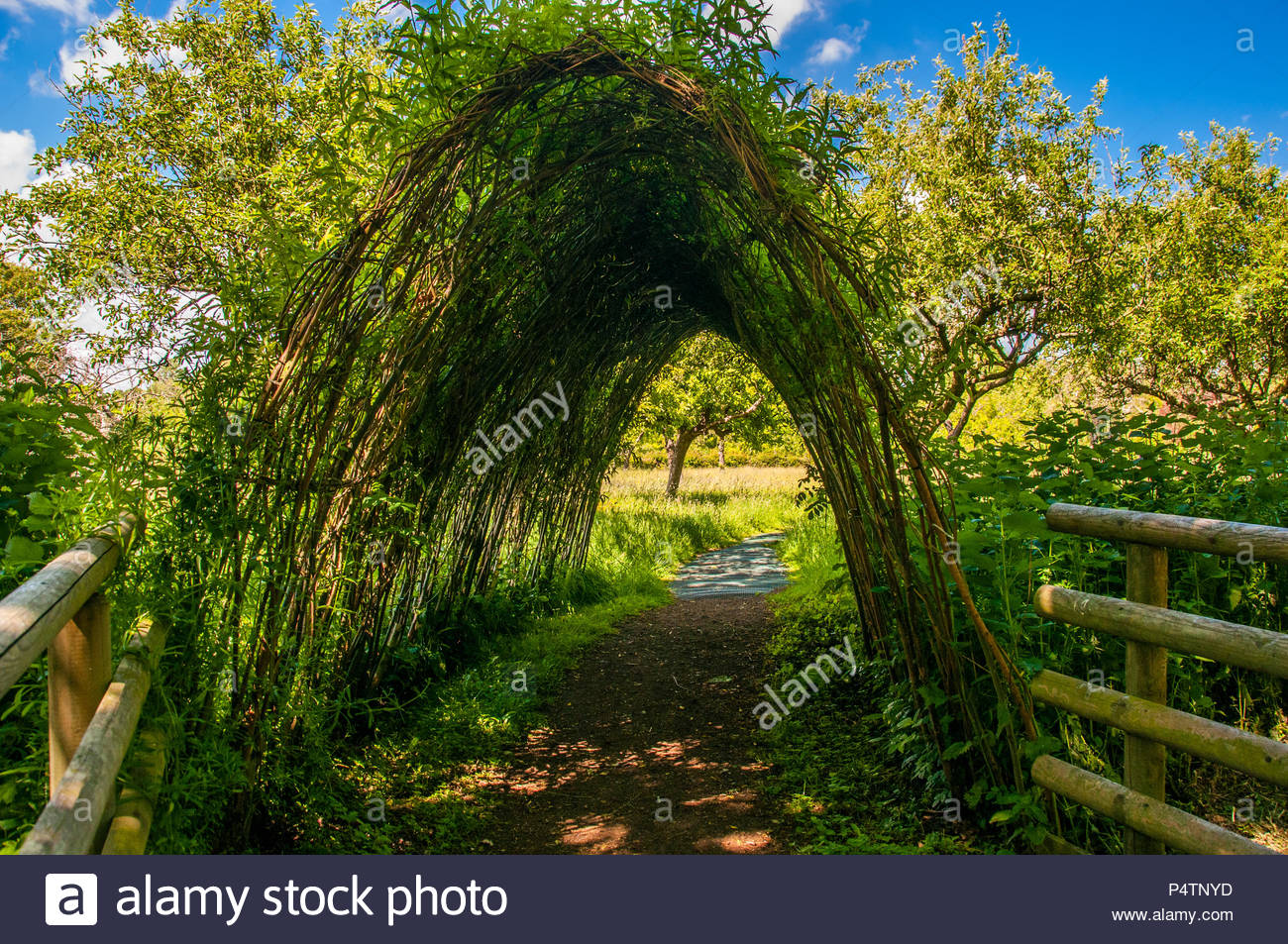 Willow Tunnel Stock Photos & Willow Tunnel Stock Images - Alamy
