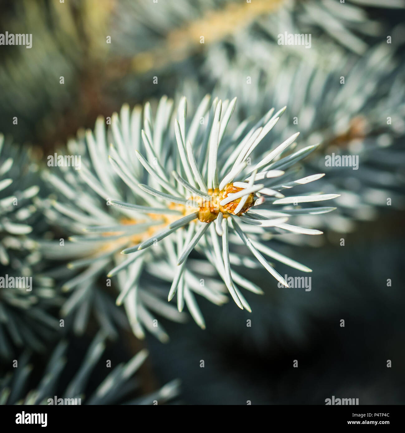 Background Image Macro Stock Photo - Alamy