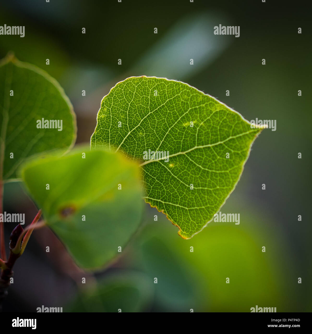 Jewelry macro photography stock hi-res stock photography and images - Alamy