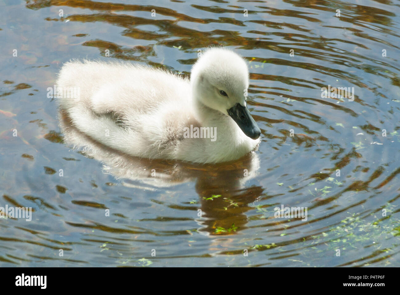 Soft, dawny cygnet, young of the Mute Swan, swimming in the sunlit water of a pond, exploring the world on it s own. s Gravelandse buitenplaatsen Neth Stock Photo