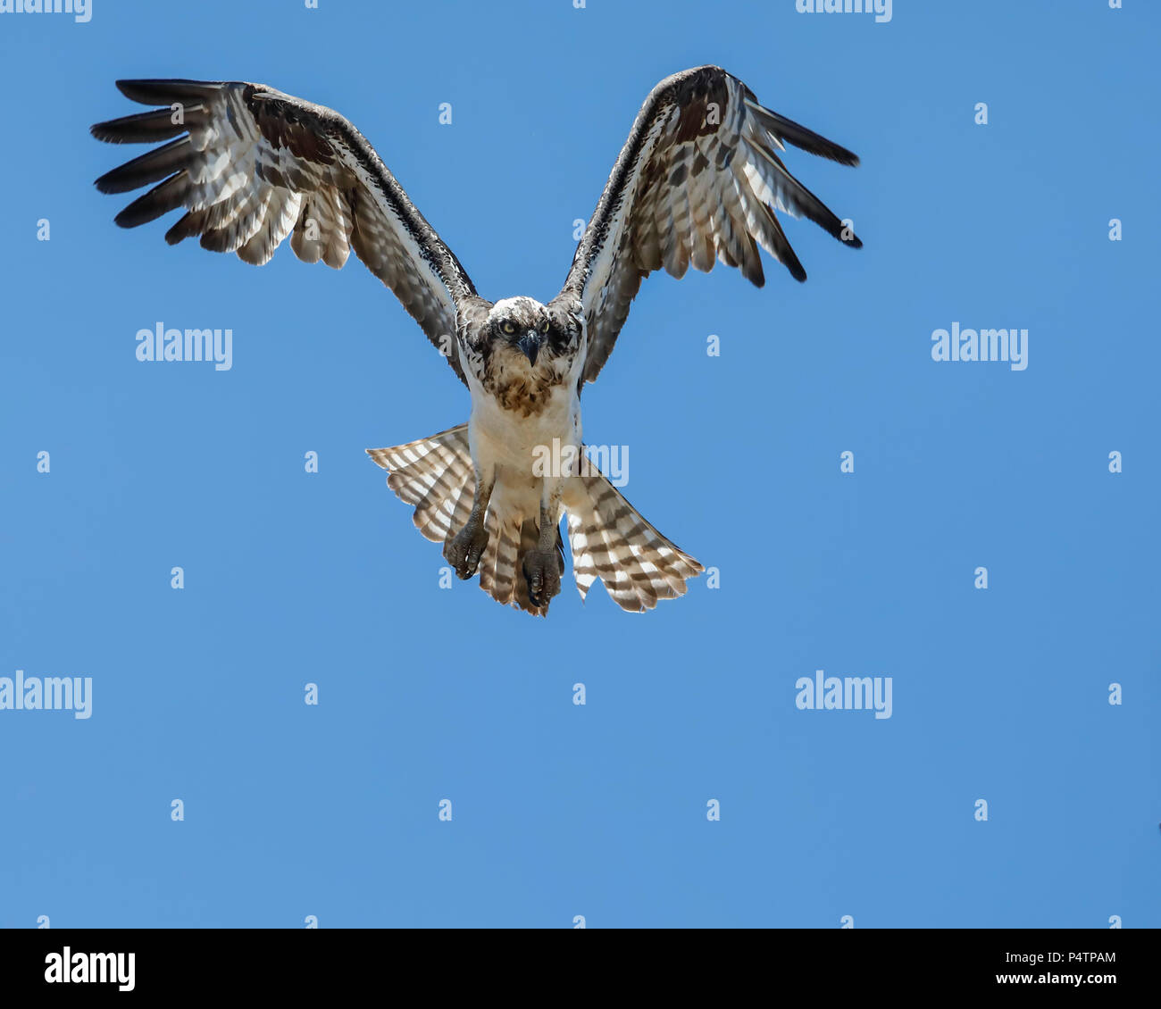 Osprey soaring and nesting in Northern Arizona USA Stock Photo