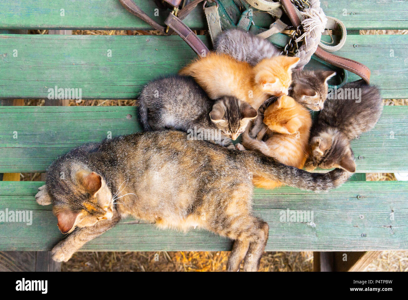 Puddle of Kittens Stock Photo Alamy
