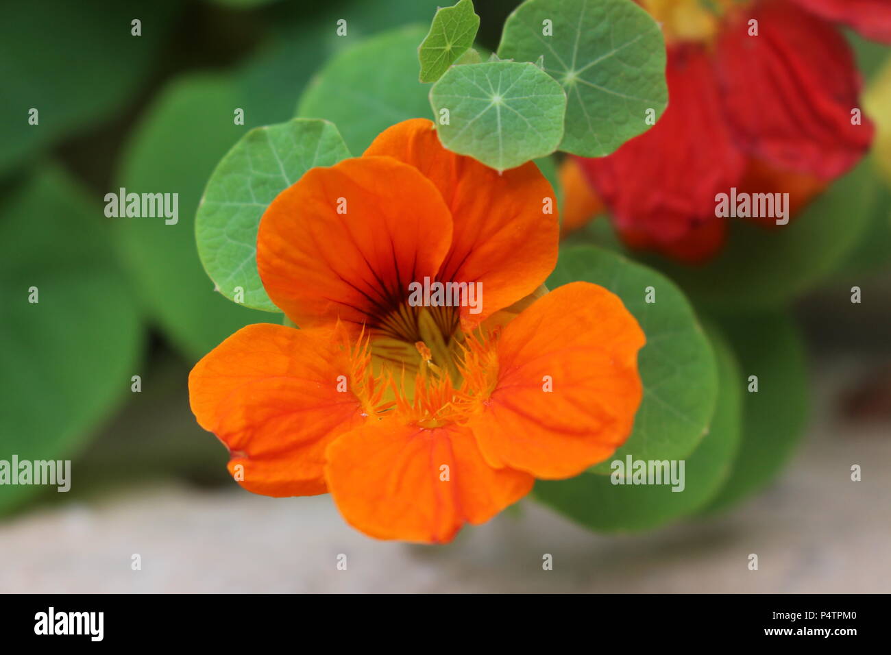 Nasturtium flower in the garden Stock Photo