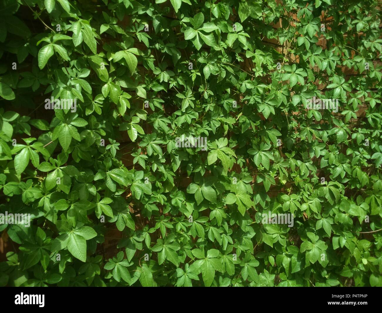 Morning Glory Plant on the background creates a beautiful green theme Stock Photo