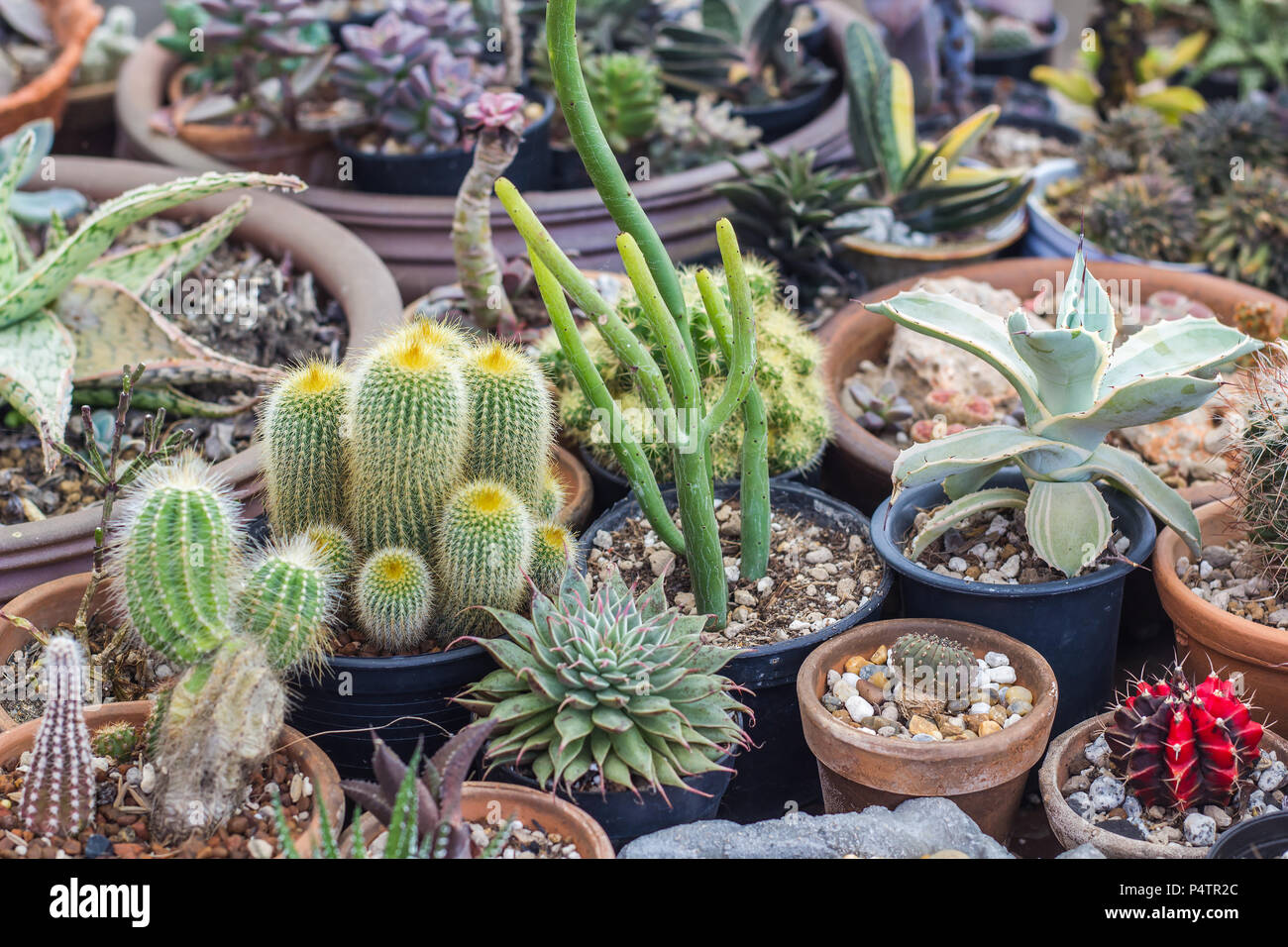 Collection of cactus and succulents plant in the garden. Small cactus