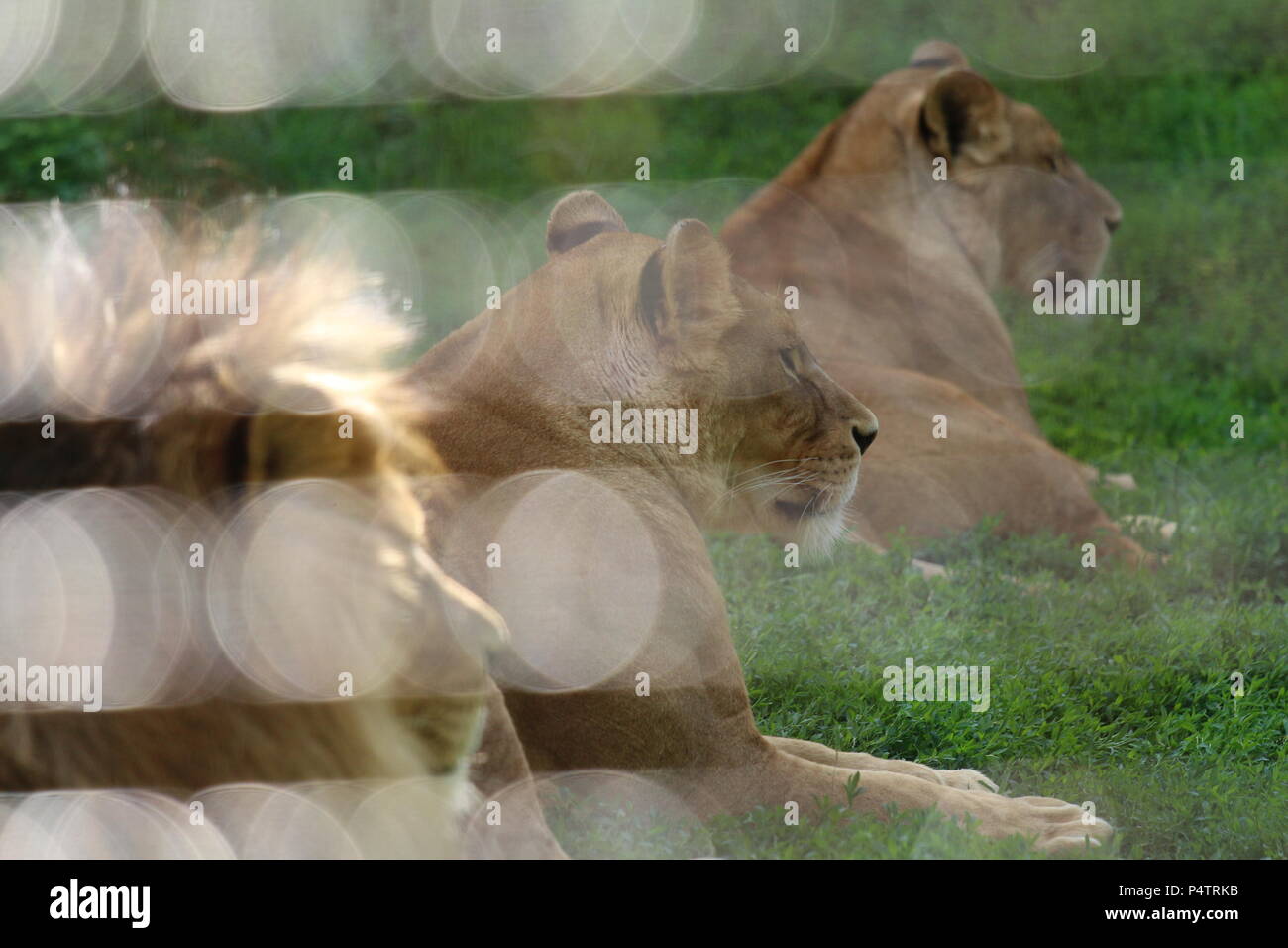 Lion - Panthera leo Stock Photo - Alamy