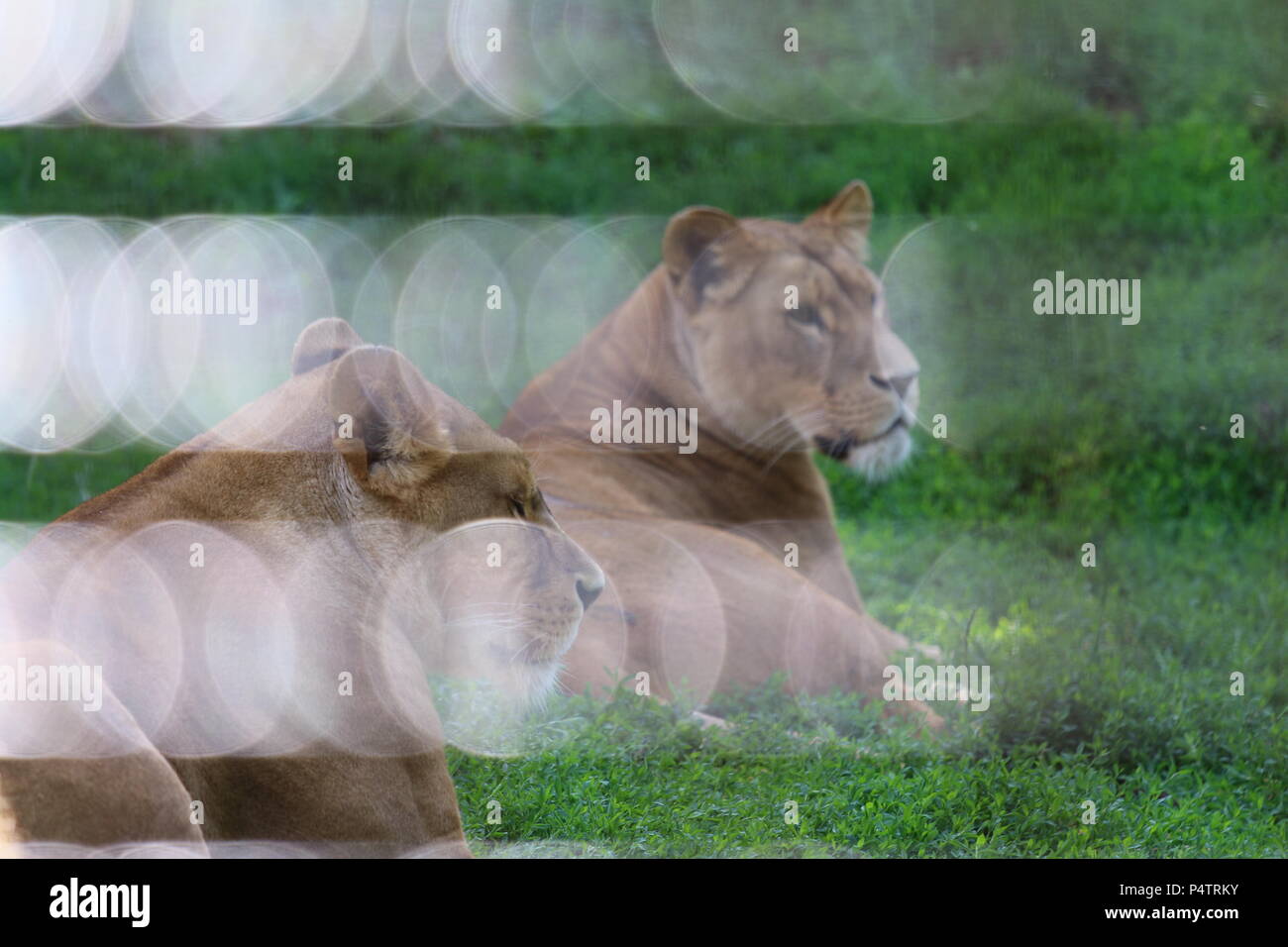 Lion - Panthera leo Stock Photo - Alamy