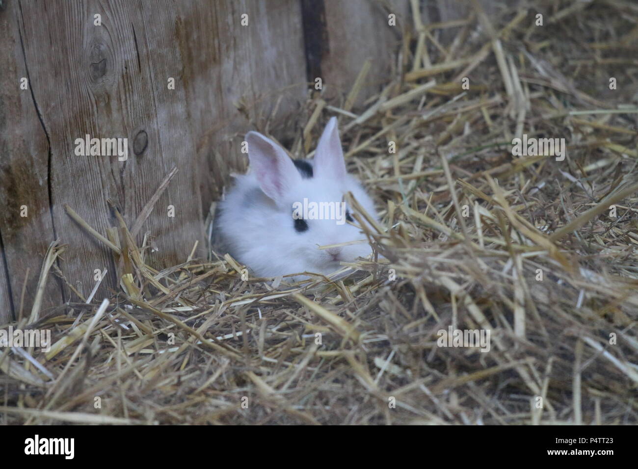 White rabbit pink eyes hires stock photography and images Alamy