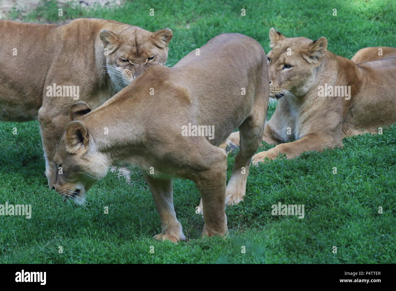 Lion - Panthera leo Stock Photo - Alamy