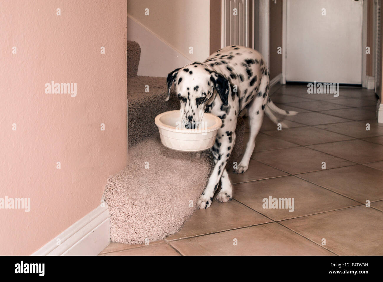 Hungry Puppy Dog Standing In His Food Bowl On A Kitchen Counter High-Res  Stock Photo - Getty Images