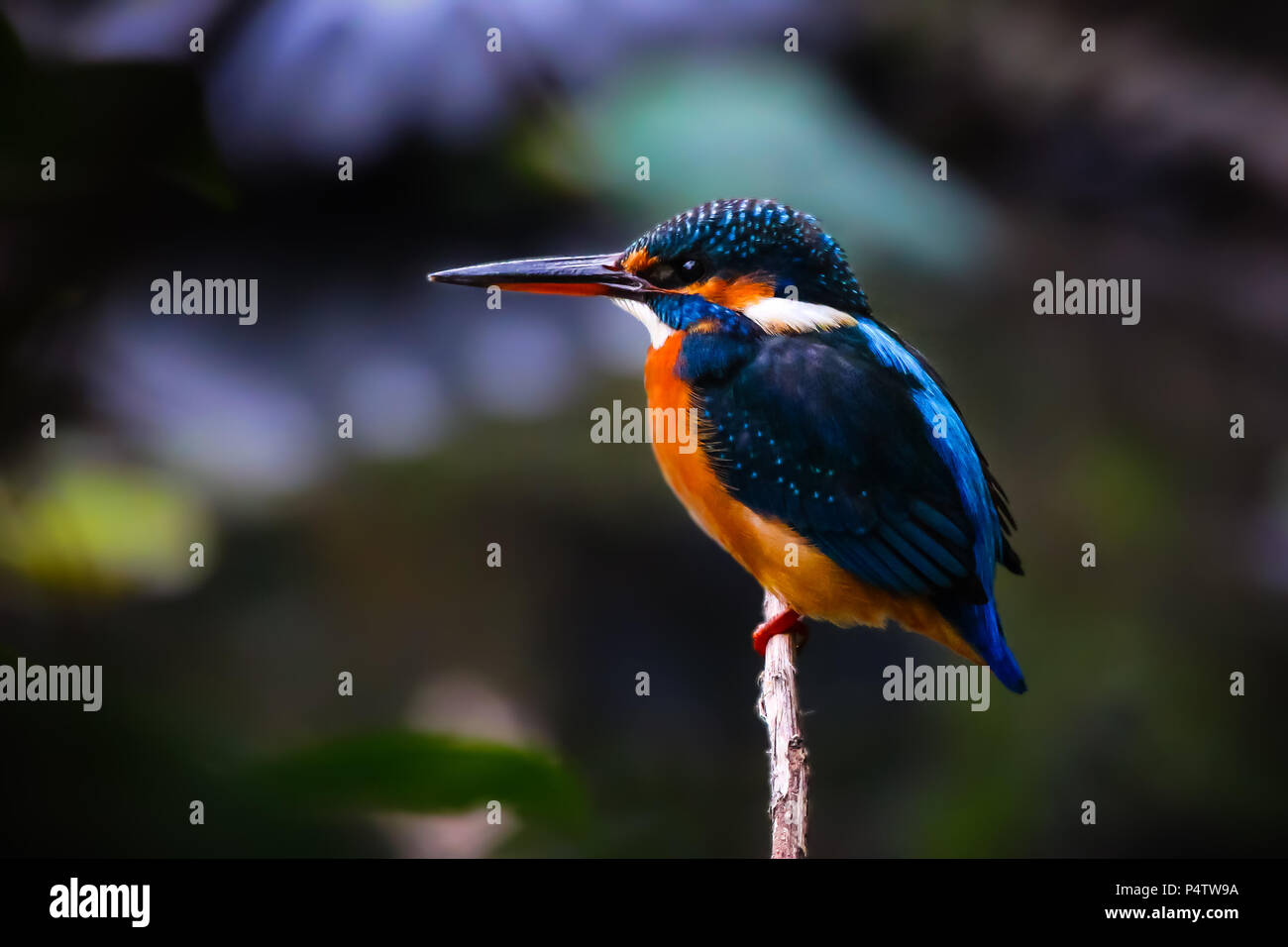 Bird Kingfisher Relaxing on a Brunch Stock Photo