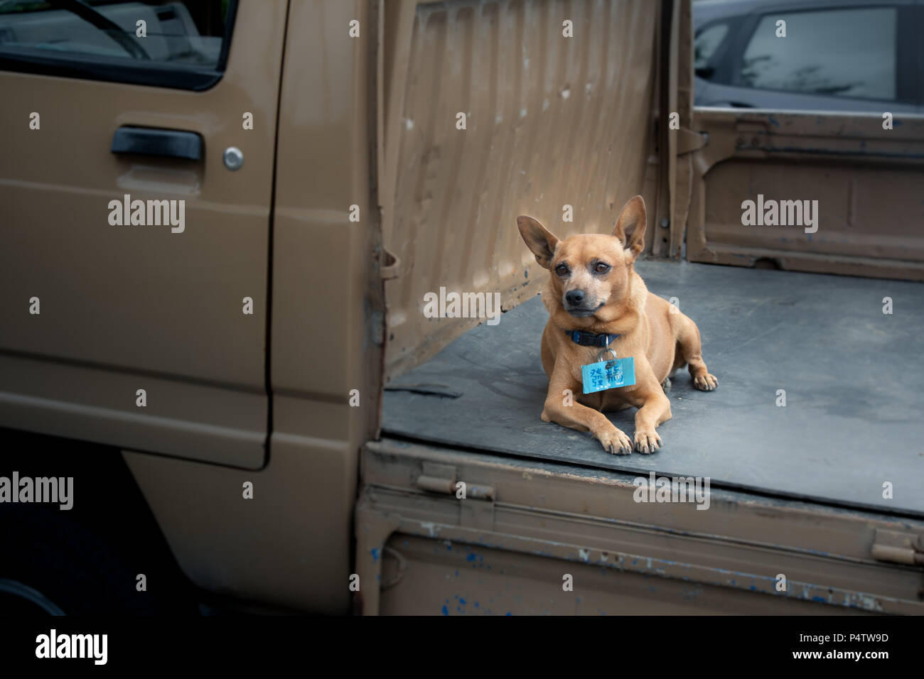 Dog Chilling on a Truck Stock Photo