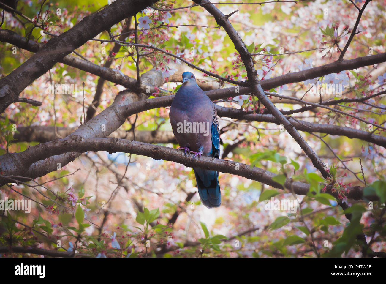Stunning Pigeon Chilling on a Cherry Blossom Brunch Stock Photo