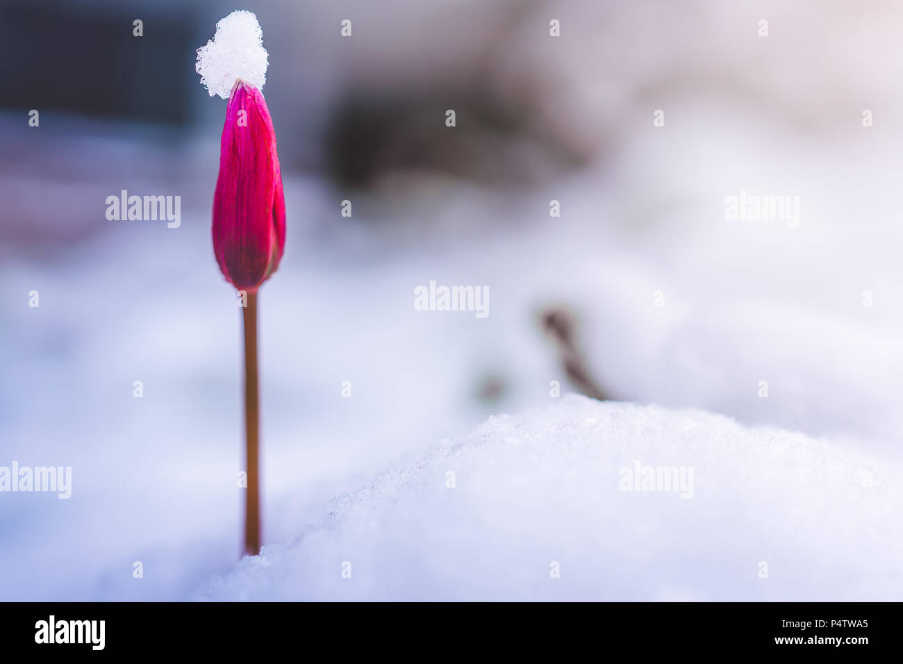 First Signs of Spring Stock Photo