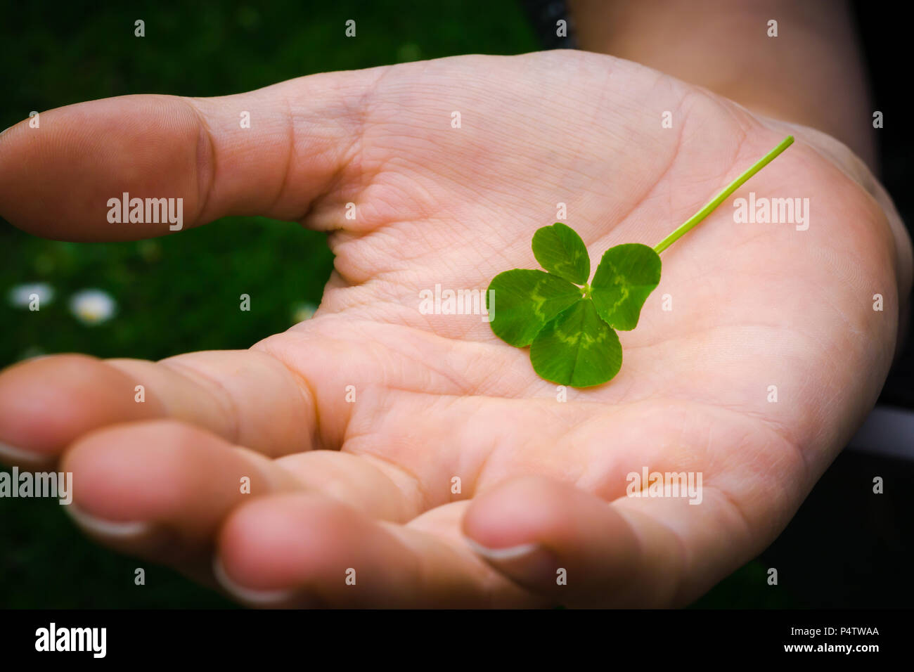 Four Petal Clover, Good Luck Stock Photo