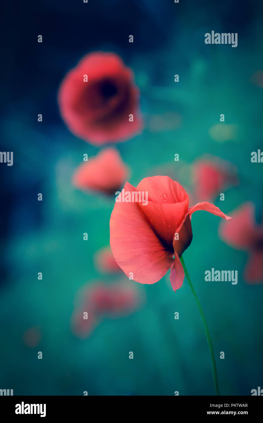 single poppy flower - teal background Stock Photo