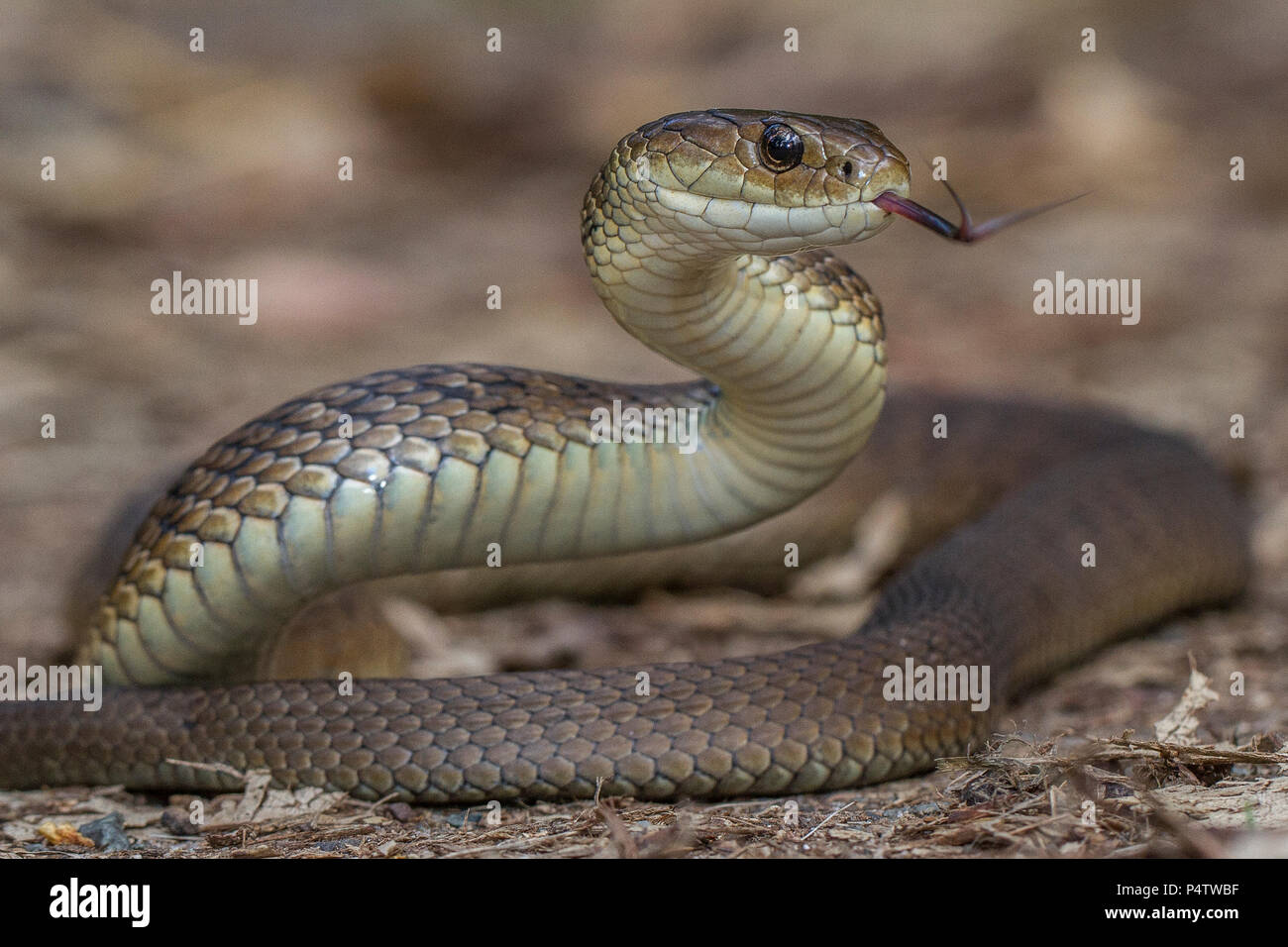 Rough-scaled Snake Stock Photo
