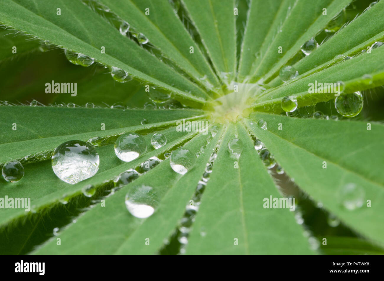 Raindrops on leaf, close-up Stock Photo