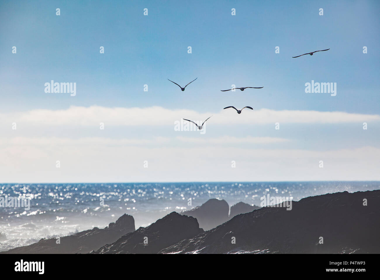 Africa, South Africa, Cape Town, Flock of birds flying over the sea and rocks Stock Photo