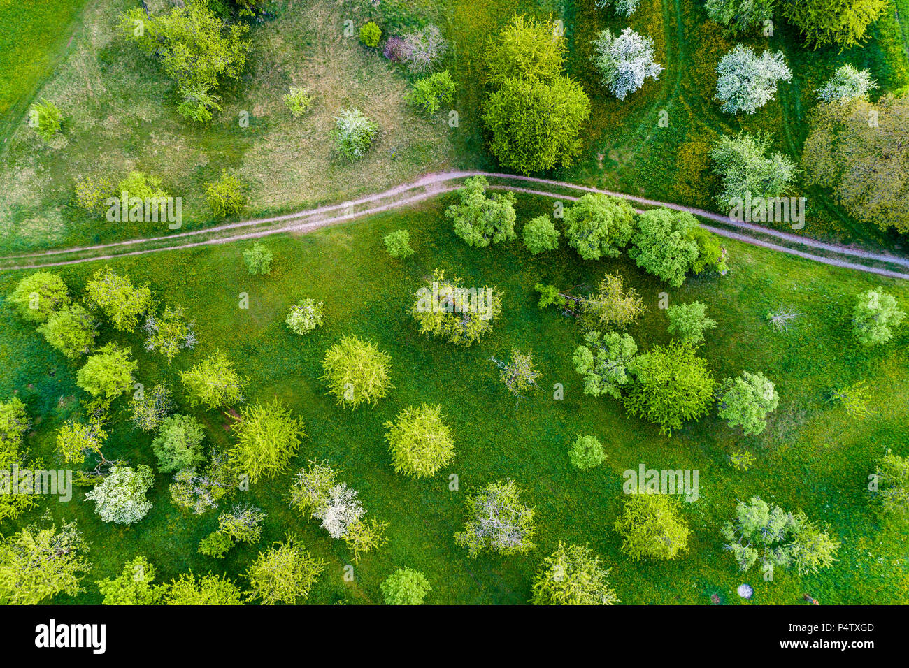 Germany, Baden-Wuerttemberg, Swabian Franconian forest, Rems-Murr-Kreis, Aerial view of meadow with scattered fruit trees and dirt road Stock Photo