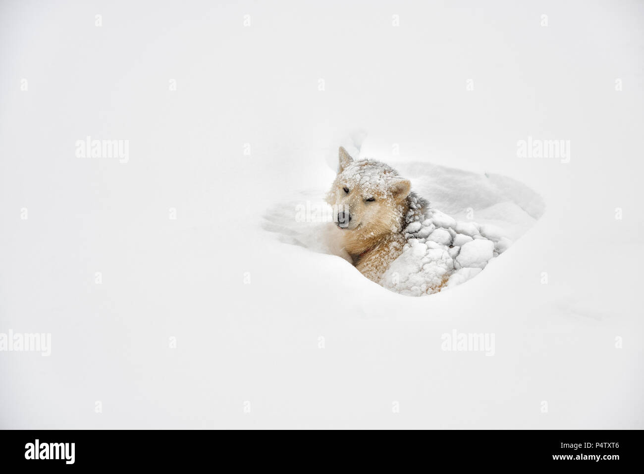 Greenland, husky lying in snow Stock Photo
