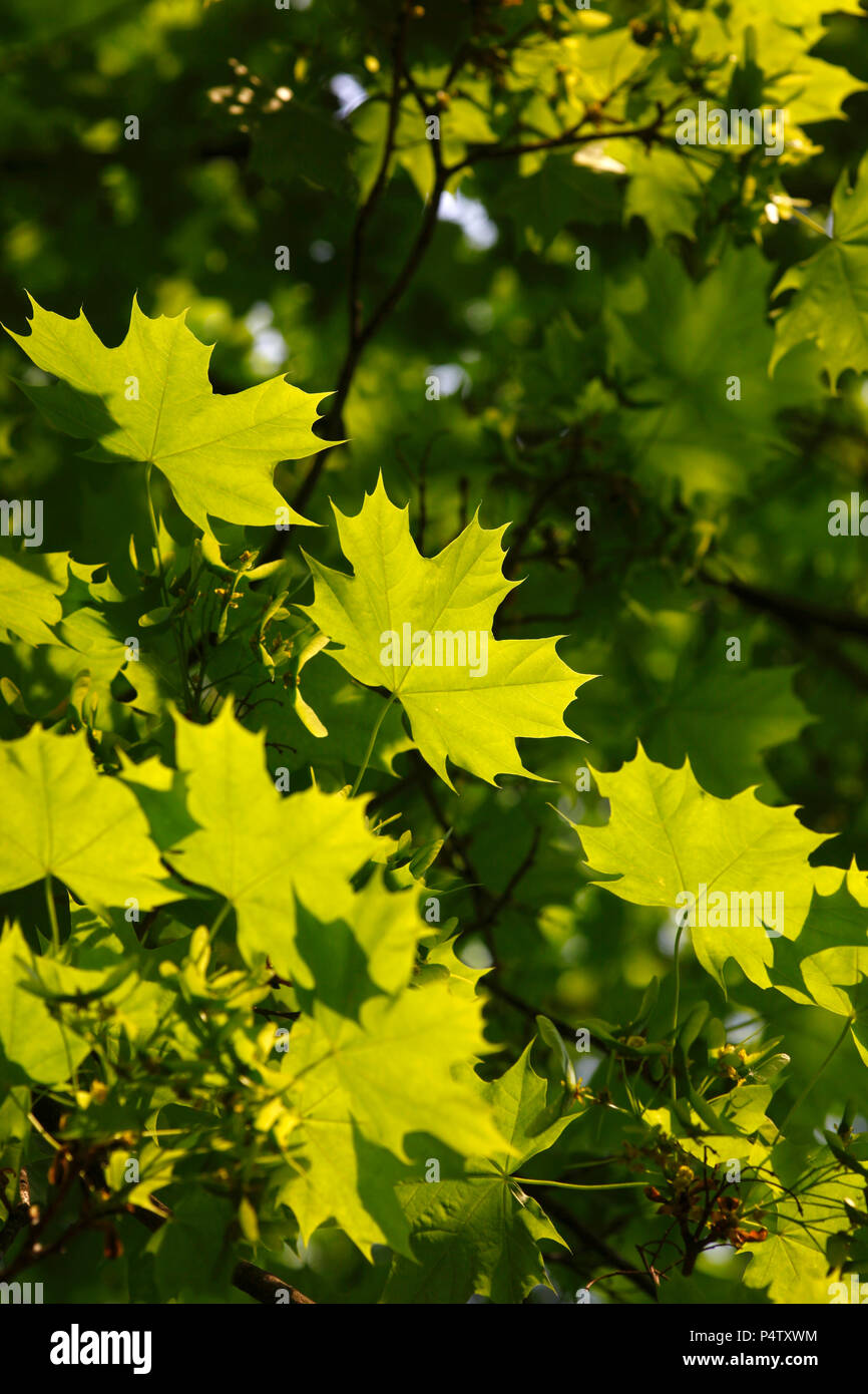 Tree with leaves hi-res stock photography and images - Alamy
