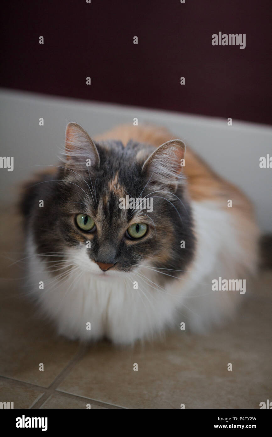 Calico Cat Relaxing on Floor Stock Photo